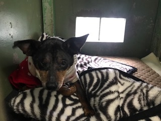 【犬猫・移動先募集】今は犬は2頭だけです(4/14訪問)_f0242002_10281917.jpg