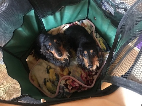 【犬猫・移動先募集】今は犬は2頭だけです(4/14訪問)_f0242002_10293761.jpg