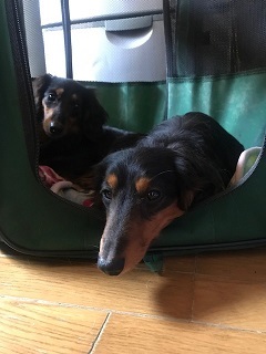 【犬猫・移動先募集】今は犬は2頭だけです(4/14訪問)_f0242002_10294434.jpg