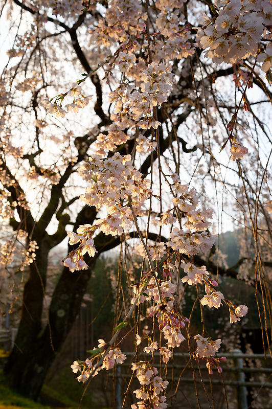 2020桜巡り@京北町 魚ヶ淵の吊り橋_f0032011_21063206.jpg