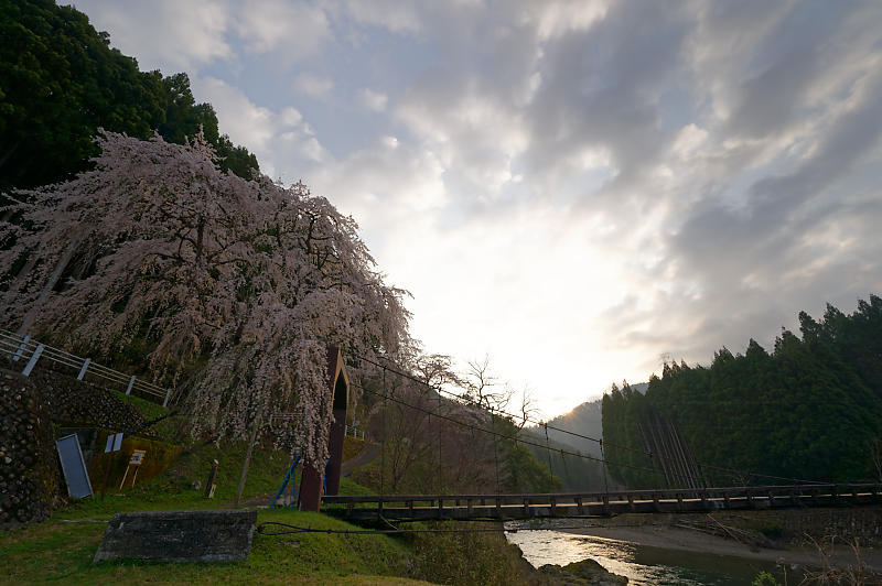 2020桜巡り@京北町 魚ヶ淵の吊り橋_f0032011_21063232.jpg