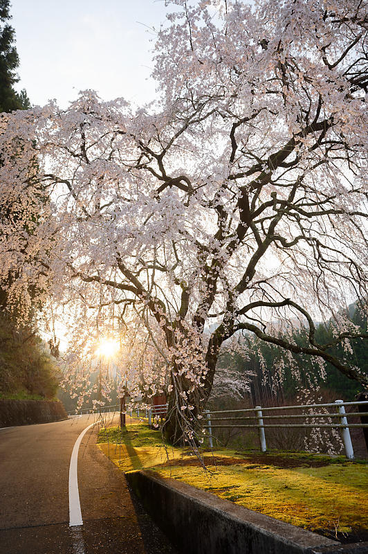 2020桜巡り@京北町 魚ヶ淵の吊り橋_f0032011_21063240.jpg