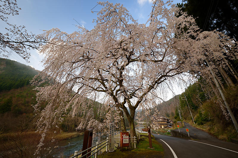 2020桜巡り@京北町 魚ヶ淵の吊り橋_f0032011_21063300.jpg