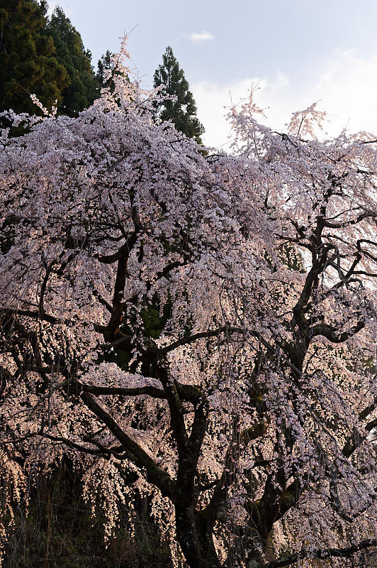 2020桜巡り@京北町 魚ヶ淵の吊り橋_f0032011_21063353.jpg