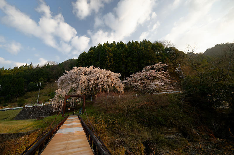 2020桜巡り@京北町 魚ヶ淵の吊り橋_f0032011_21063386.jpg