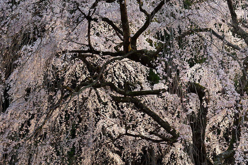 2020桜巡り@京北町 魚ヶ淵の吊り橋_f0032011_21140281.jpg