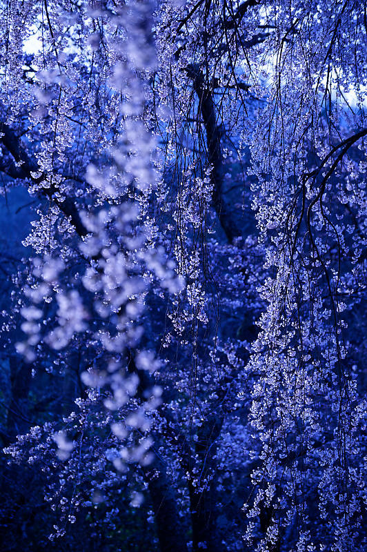 2020桜巡り@京北町 魚ヶ淵の吊り橋_f0032011_21170147.jpg