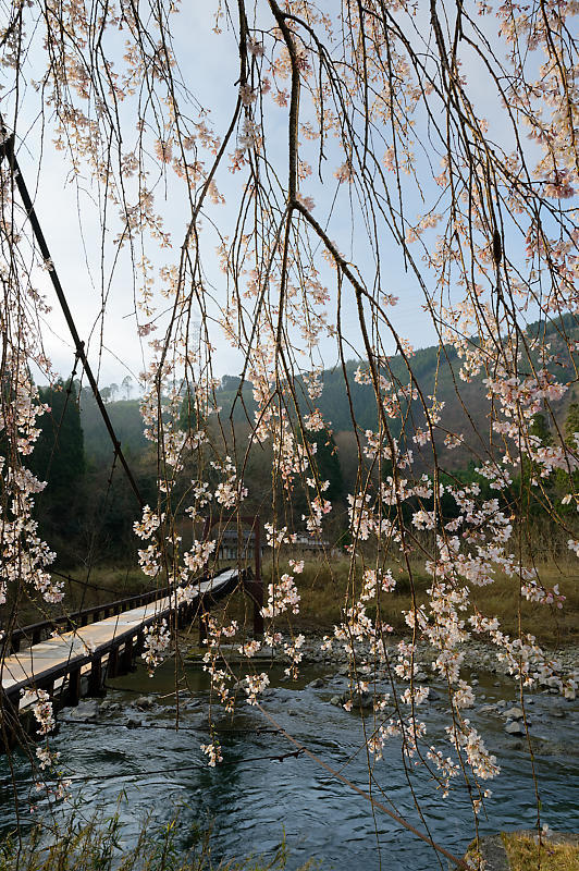 2020桜巡り@京北町 魚ヶ淵の吊り橋_f0032011_21170189.jpg