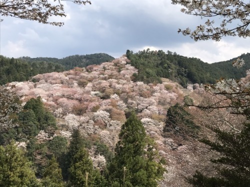 新型コロナウィルスに対する湯川屋の姿勢について<by 若旦那>_e0154524_08124085.jpg