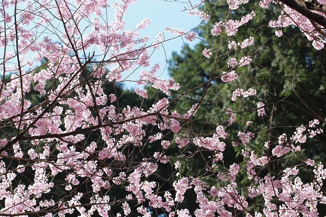 春谷寺エドヒガン桜散策（その3）（撮影：3月26日）_e0321325_11550460.jpg