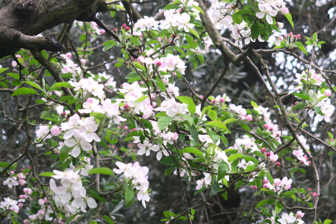 りんごの花愛で猫と遊ぶパスクエッタ_f0234936_7264410.jpg