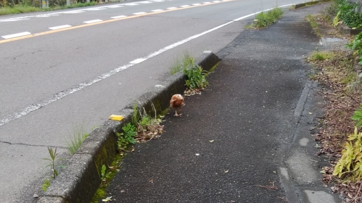 四国遍路の旅 高知編１２日目「土佐佐賀こぶしの里から黒潮町ネストウエスト」_a0390039_08062970.jpg