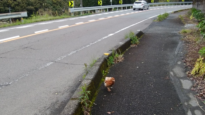 四国遍路の旅 高知編１２日目「土佐佐賀こぶしの里から黒潮町ネストウエスト」_a0390039_08071426.jpg