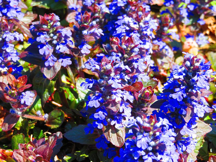年4月19日 十二単の花が咲く 今日の風に吹かれましょう