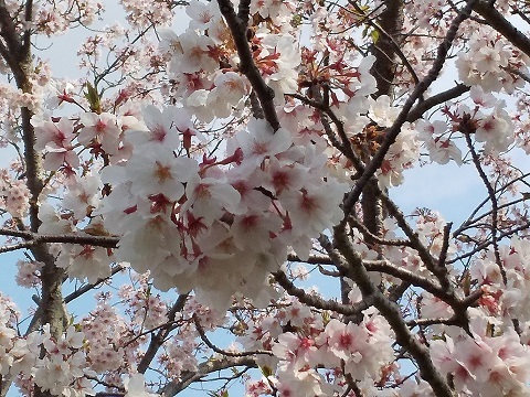 ちゃぶ台でごはん♪ いなり寿司 ＆ 今年の桜_d0319943_08333313.jpg