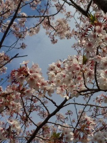 ちゃぶ台でごはん♪ いなり寿司 ＆ 今年の桜_d0319943_08334365.jpg