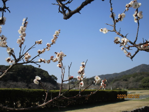長屋王家の悲報を旅人は毅然として受け取った・家持十二歳_a0237545_09574039.jpg