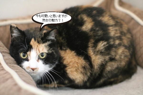 里親様便りと可愛い仔猫だったはず 保護猫さんのご縁探し