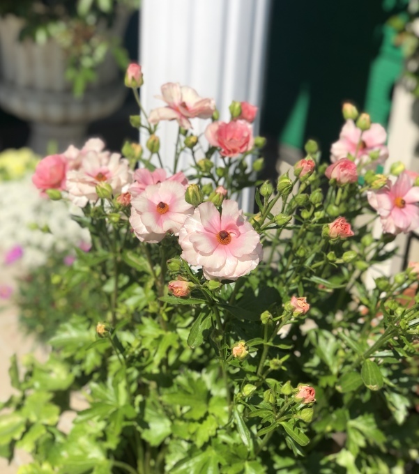 泣きたくなった日(T . T)とバラの蕾沢山&#128150;_a0396654_13573429.jpeg