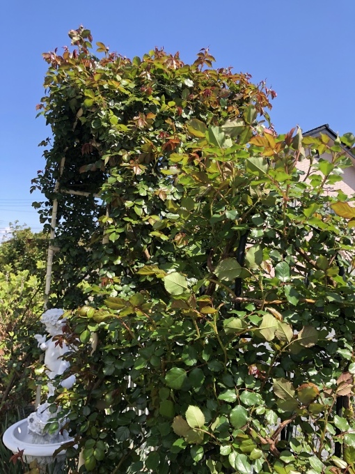 泣きたくなった日(T . T)とバラの蕾沢山&#128150;_a0396654_14033567.jpeg