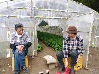 熊本産大津甘藷『からいも(サツマイモ)』 苗床での芽切り作業の様子(後編)_a0254656_17212386.jpg