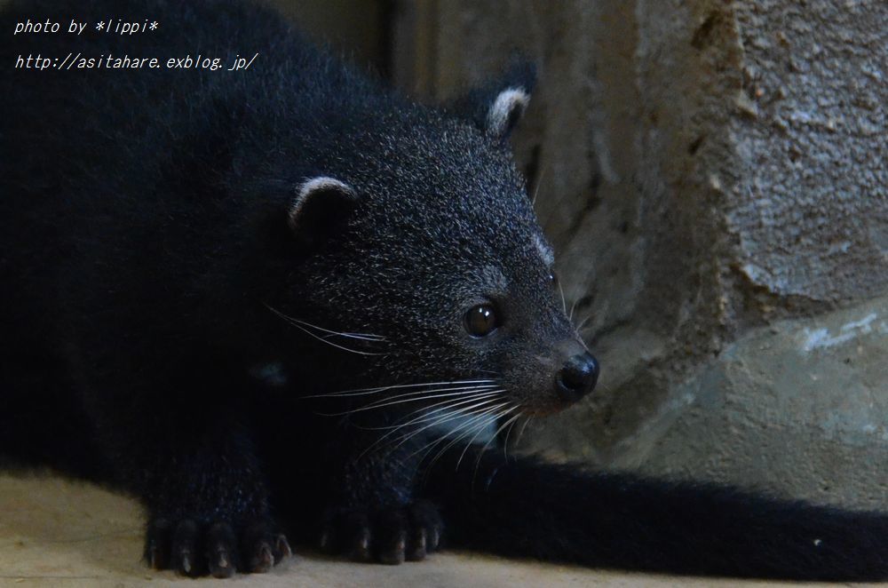 ビントロングの赤ちゃん2015年の・・・_b0024758_00065448.jpg