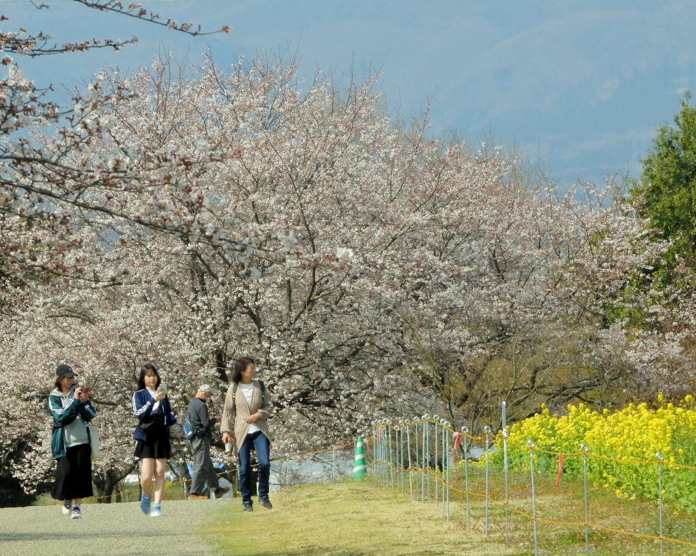 サクラが咲いて ~ 在庫より ~_c0305565_17372030.jpg