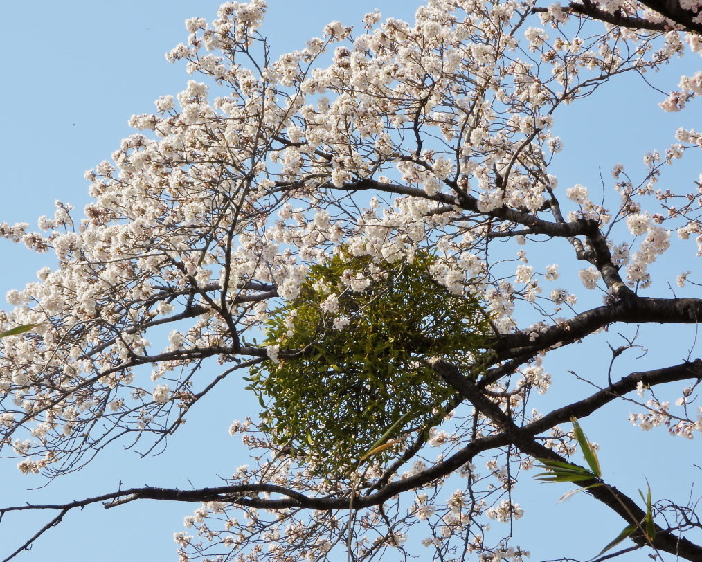 サクラが咲いて ~ 在庫より ~_c0305565_17375386.jpg