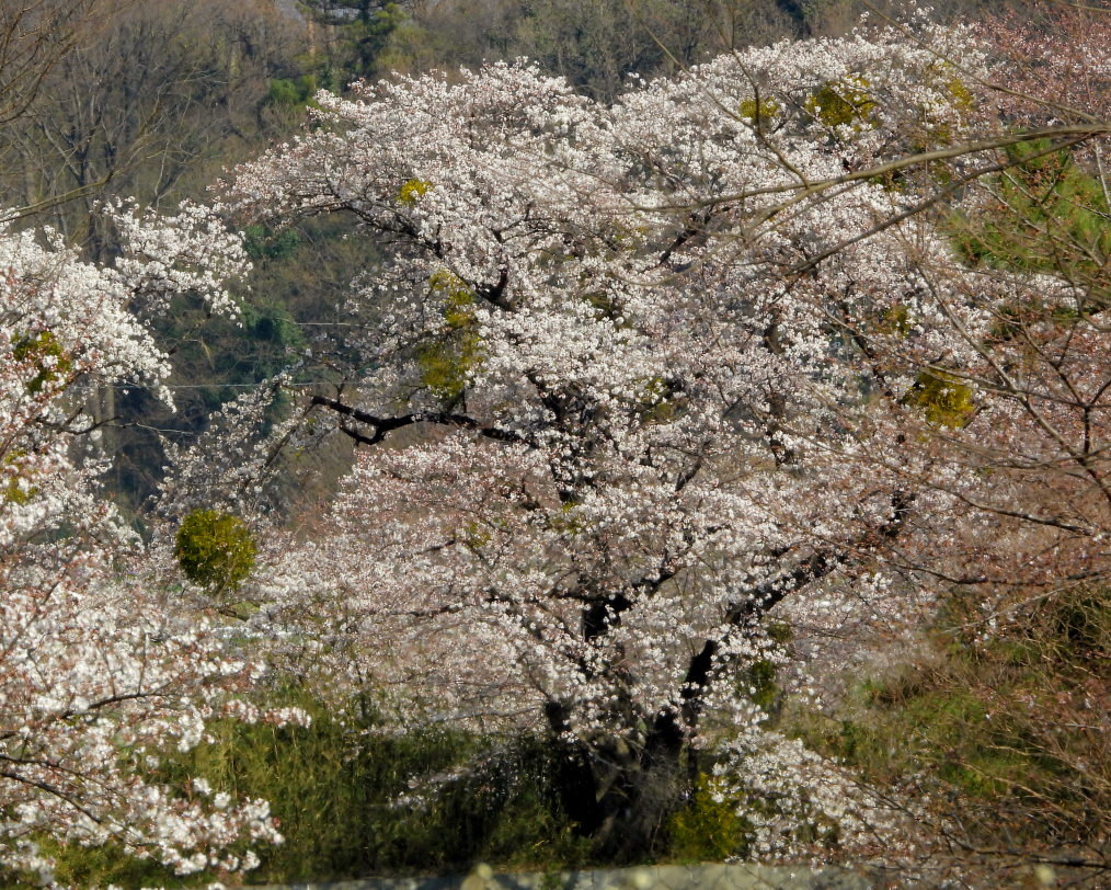 サクラが咲いて ~ 在庫より ~_c0305565_17382163.jpg