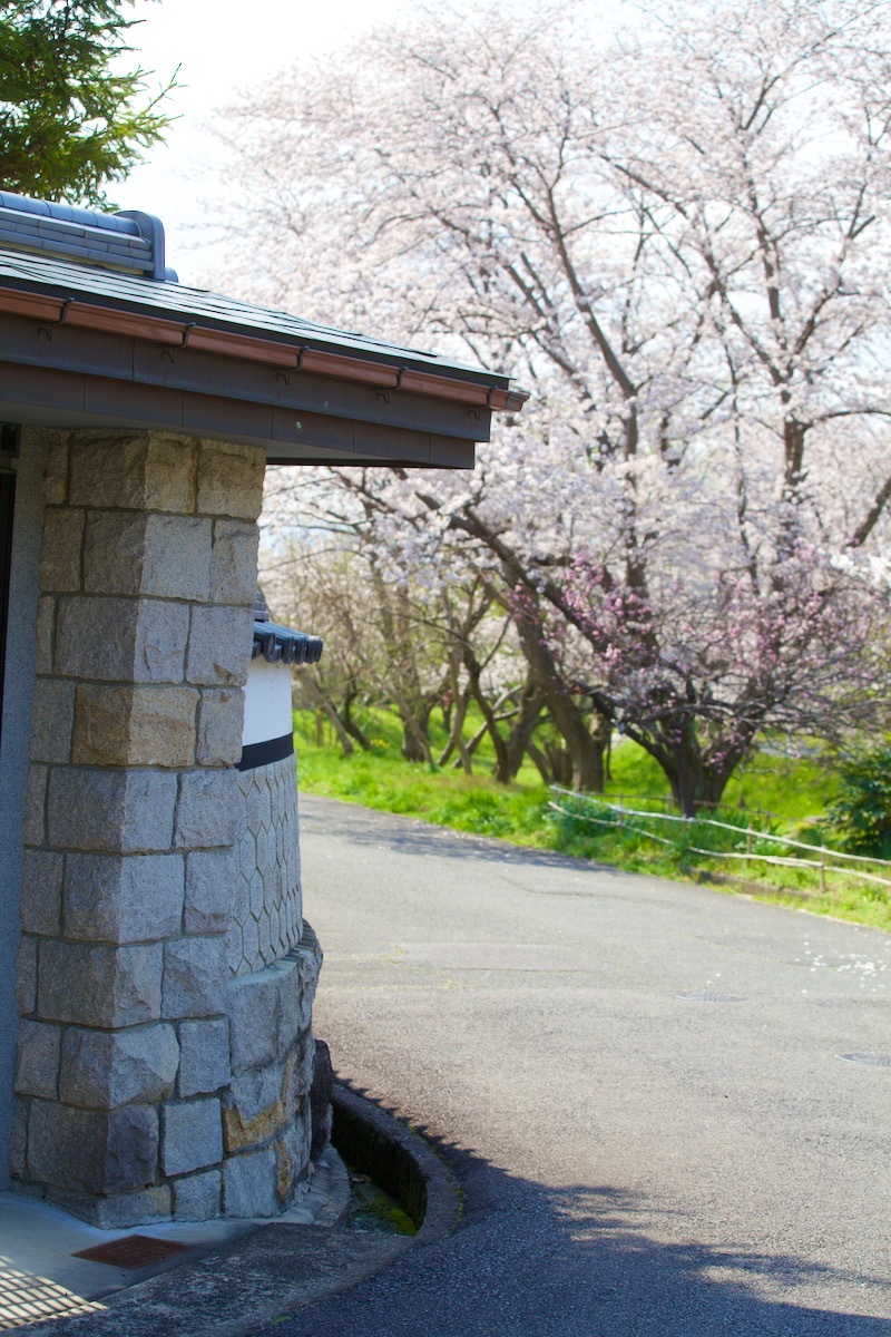 桜咲く_c0163369_12494612.jpeg