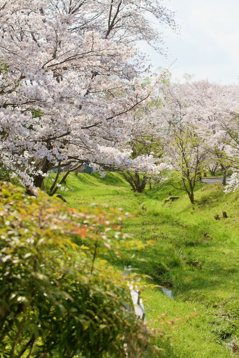 桜咲く_c0163369_12495733.jpeg