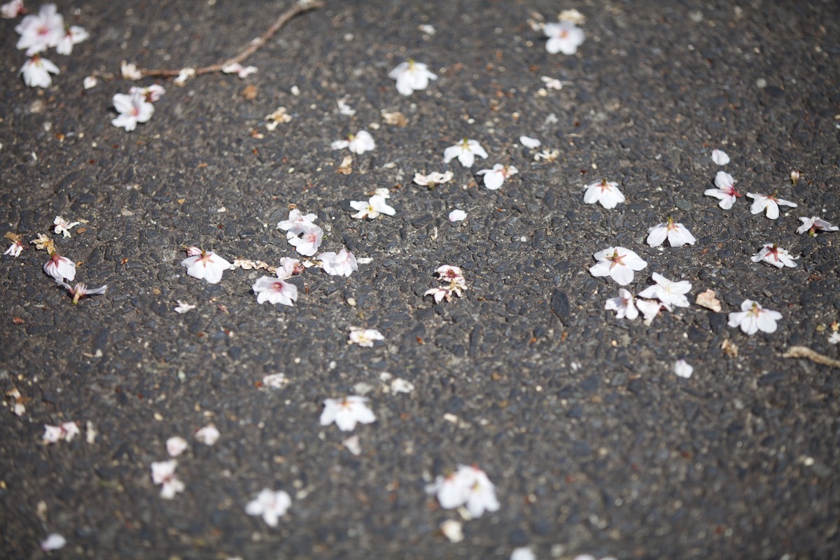 桜咲く_c0163369_12504583.jpeg