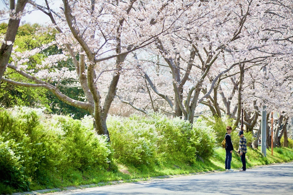 桜咲く_c0163369_12554027.jpeg