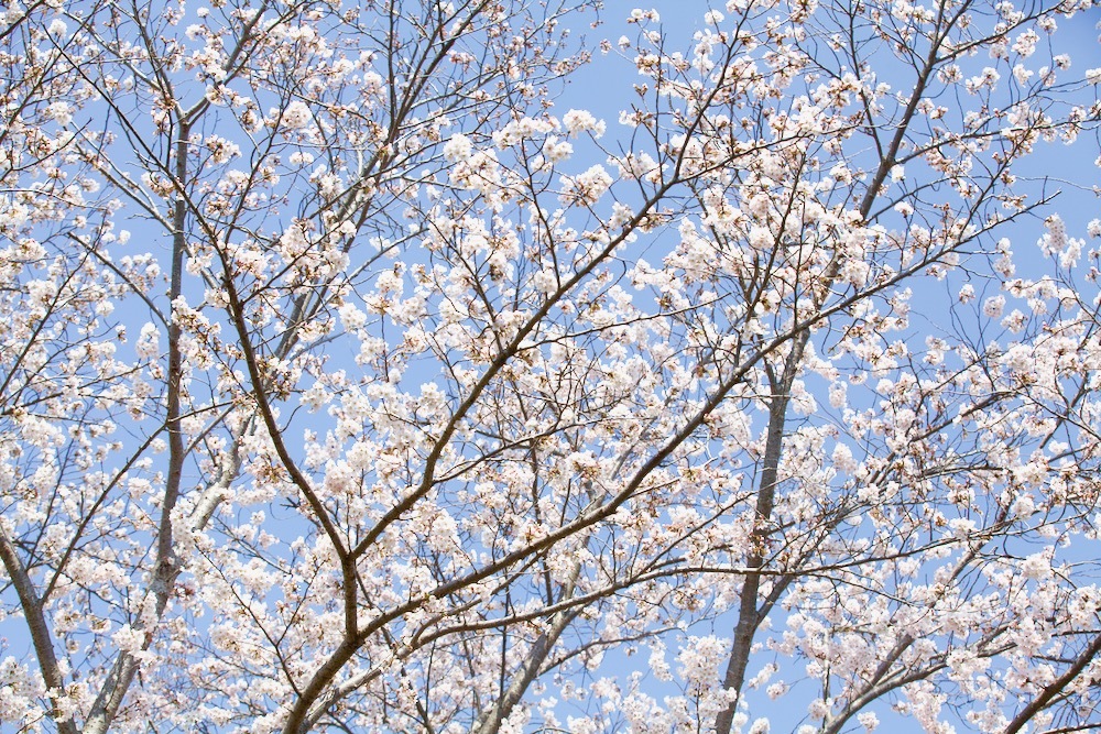 桜咲く_c0163369_12554659.jpeg