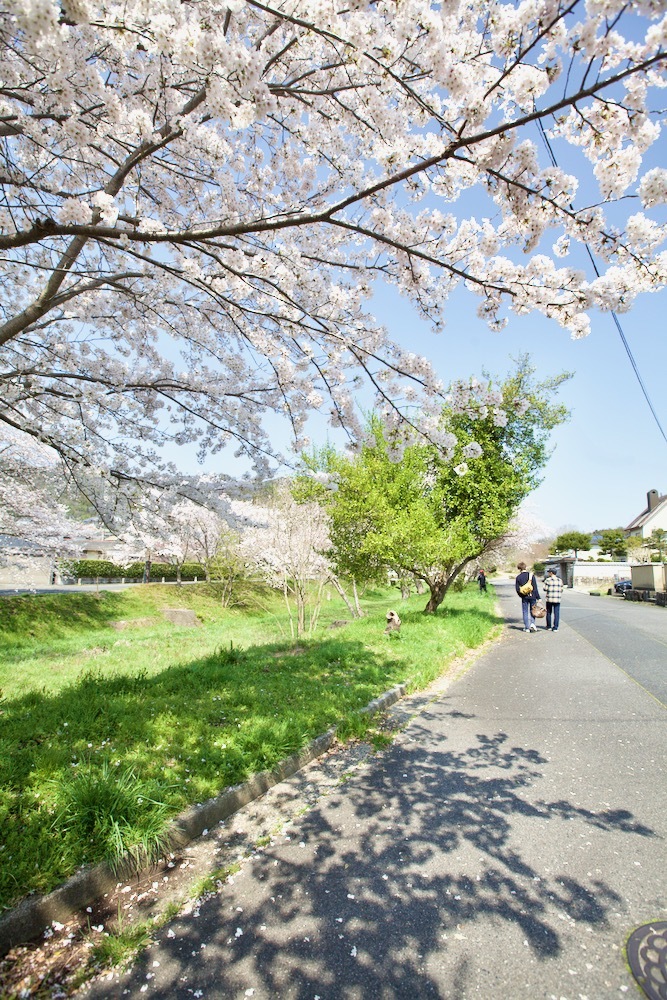 桜咲く_c0163369_12554908.jpeg