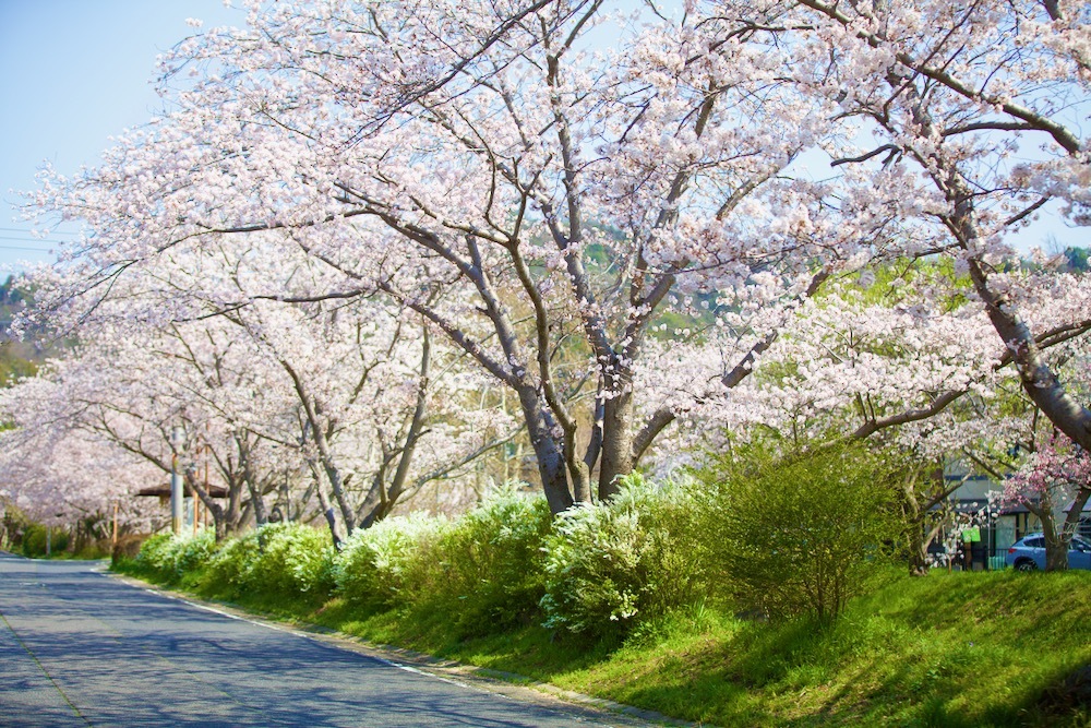 桜咲く_c0163369_12584626.jpeg