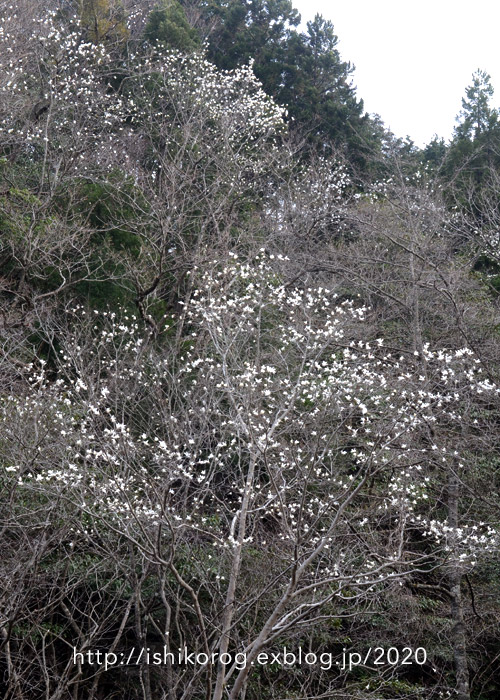 春の岡山県立森林公園_a0223379_23131647.jpg