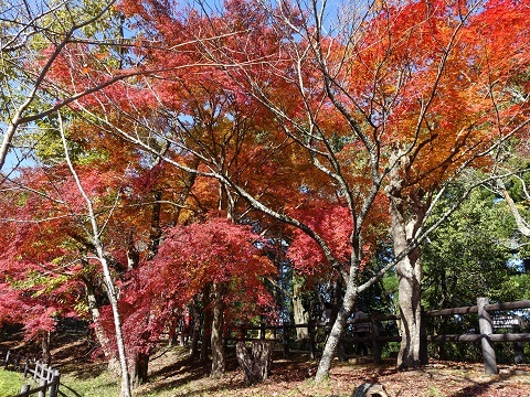 紅葉の王地山公園 丹波篠山市河原町 明石 兵庫探検