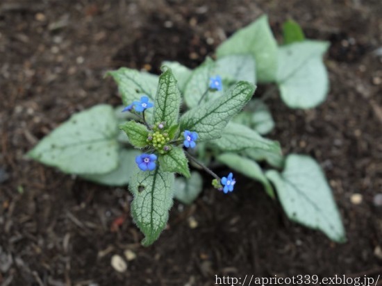 春の庭しごと 庭に咲いた球根と宿根草の花(水仙タリア、クロバナフウロなど)_c0293787_21043876.jpg