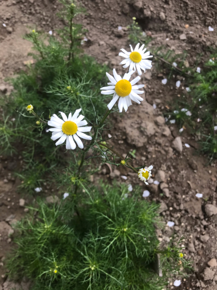 カモミールの花が咲きました。_b0007895_10494839.jpg