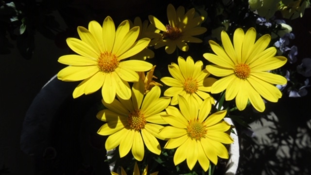 ベランダの花_f0204295_12580113.jpg