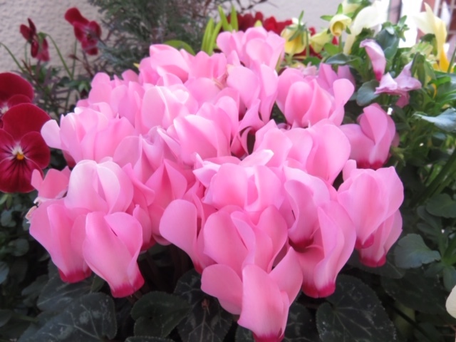 ベランダの花_f0204295_12583586.jpg
