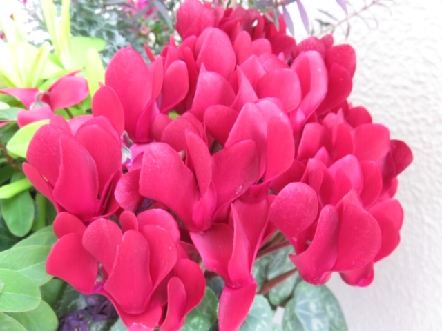 ベランダの花_f0204295_12584361.jpg