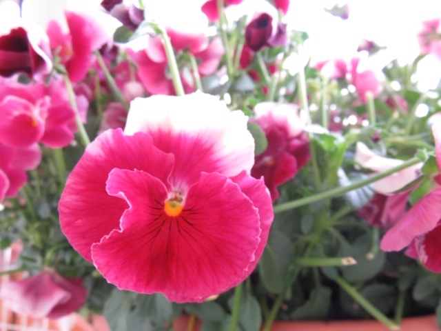 ベランダの花_f0204295_12585412.jpg