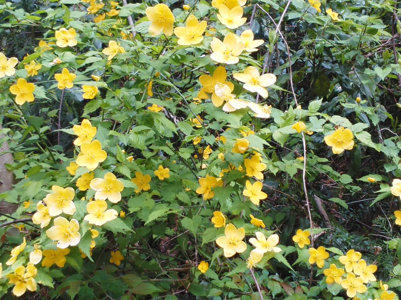 巡る季節、キブシの花_e0068696_82309.jpg