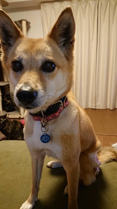 【犬猫・移動先募集】今は犬は2頭だけです(4/14訪問)_f0242002_16414832.jpg