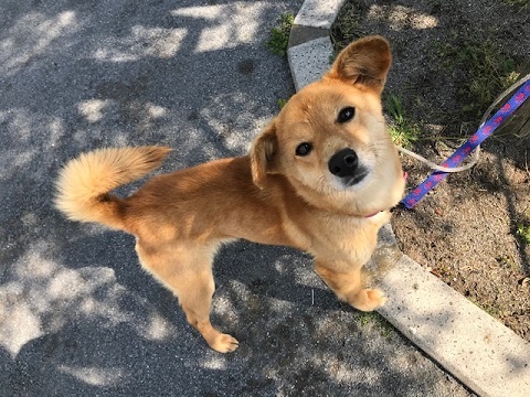 【犬猫・移動先募集】今は犬は2頭だけです(4/14訪問)_f0242002_16420497.jpg