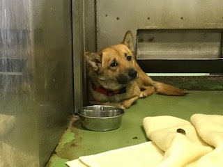 【犬猫・移動先募集】今は犬は2頭だけです(4/14訪問)_f0242002_16563085.jpg