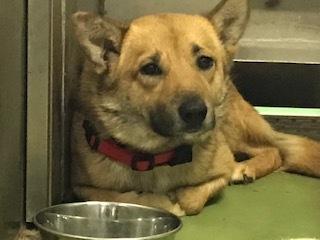 【犬猫・移動先募集】今は犬は2頭だけです(4/14訪問)_f0242002_16563644.jpg