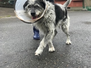 【犬猫・移動先募集】今は犬は2頭だけです(4/14訪問)_f0242002_16565566.jpg